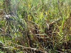 Chloropyron maritimum palustre