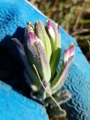Chloropyron maritimum palustre