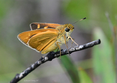 Hesperia meskei straton