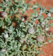 Dissocarpus paradoxus