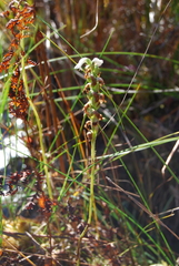 Spiranthes arcisepala
