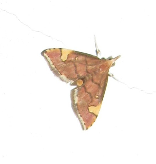Deuterophysa subrosea