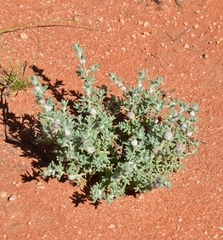 Dissocarpus paradoxus