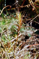 Dulichium arundinaceum