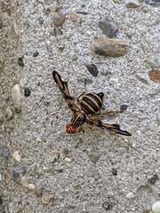 Idana marginata