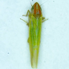 Dikraneura angustata
