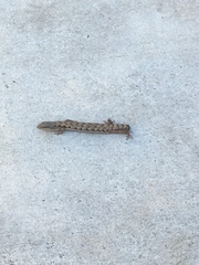 Elgaria multicarinata