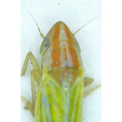Dikraneura angustata