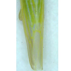 Dikraneura angustata