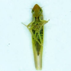 Dikraneura angustata