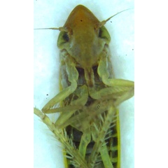 Dikraneura angustata