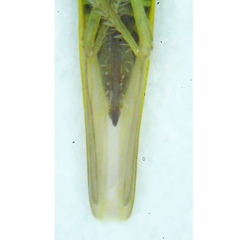 Dikraneura angustata