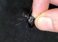 Scaphinotus elevatus