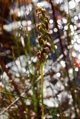 Spiranthes arcisepala