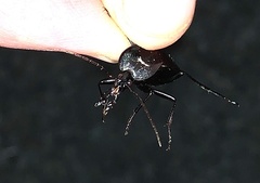 Scaphinotus elevatus