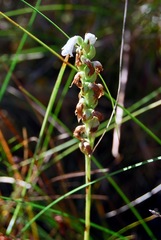 Spiranthes arcisepala