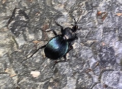 Scaphinotus elevatus