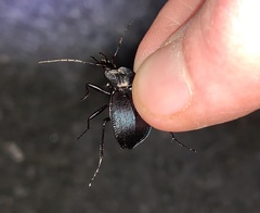 Scaphinotus elevatus