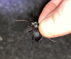 Scaphinotus elevatus