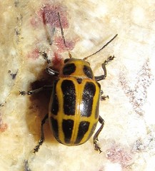Endocephalus lineatus