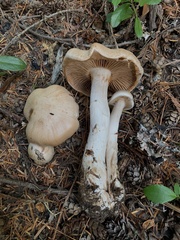 Cortinarius alboglobosus