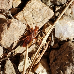 Spilichneumon