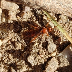 Spilichneumon