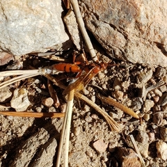 Spilichneumon