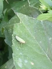 Draeculacephala soluta