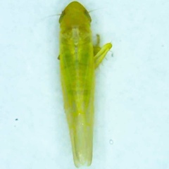 Forcipata loca