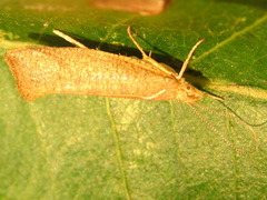Ypsolopha parallela