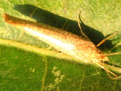 Ypsolopha parallela