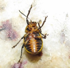 Endocephalus lineatus