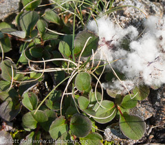 Salix stolonifera