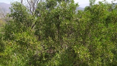 Colliguaja odorifera