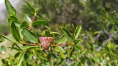 Colliguaja odorifera