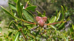 Colliguaja odorifera