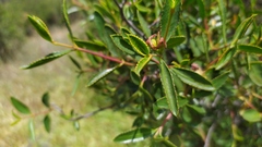 Colliguaja odorifera