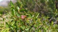 Colliguaja odorifera