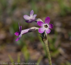 Primula pumila