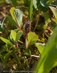 Salix stolonifera