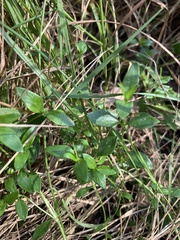 Opercularia ovata