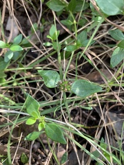 Opercularia ovata