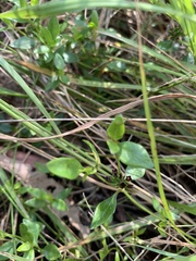 Opercularia ovata