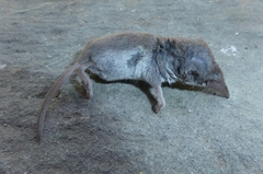 Crocidura