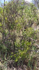 Colliguaja odorifera