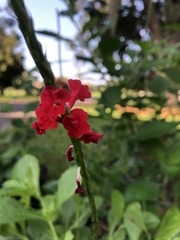 Stachytarpheta microphylla