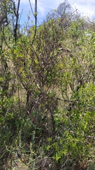 Colliguaja odorifera