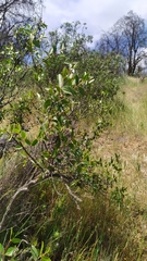 Colliguaja odorifera