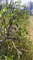 Colliguaja odorifera